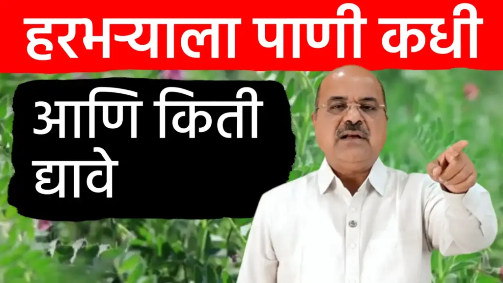 हरभरा पाणी व्यवस्थापन: पीक फुलोऱ्यात असताना पाणी द्यावे का? गजानन जाधव यांचा शेतकऱ्यांना मोलाचा सल्ला